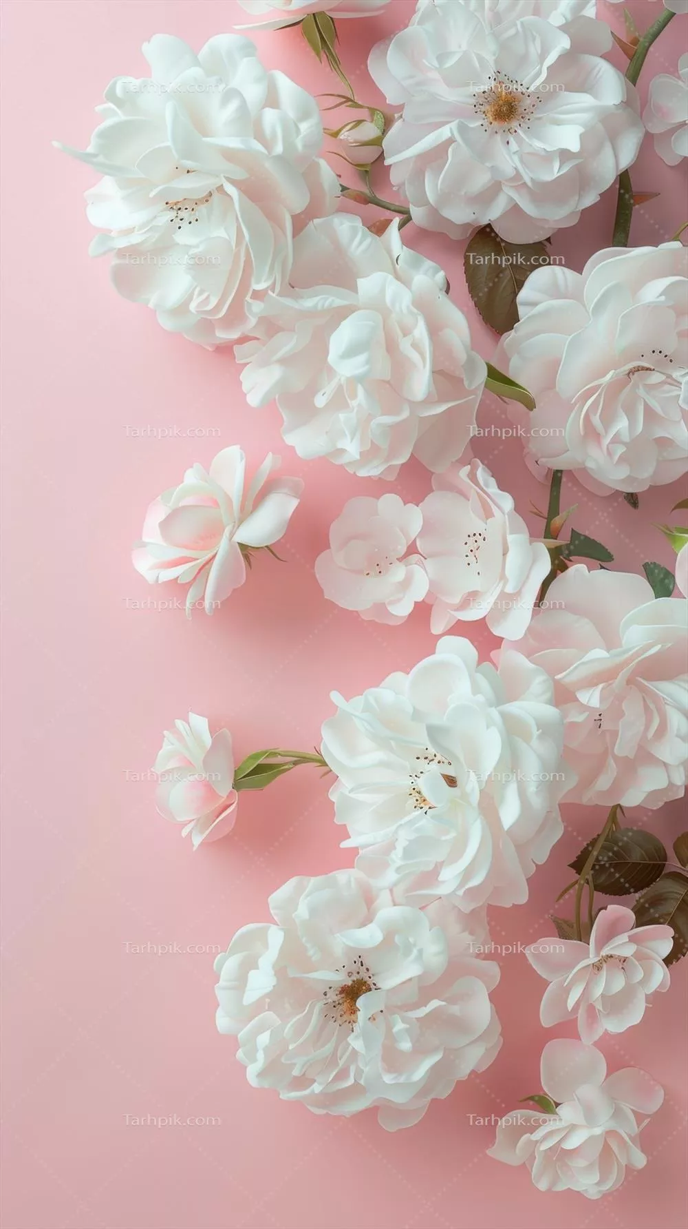 زیبایی و درخشش گل رز سفید: فضای خالی برای دکوراسیون و زمینه طبیعی