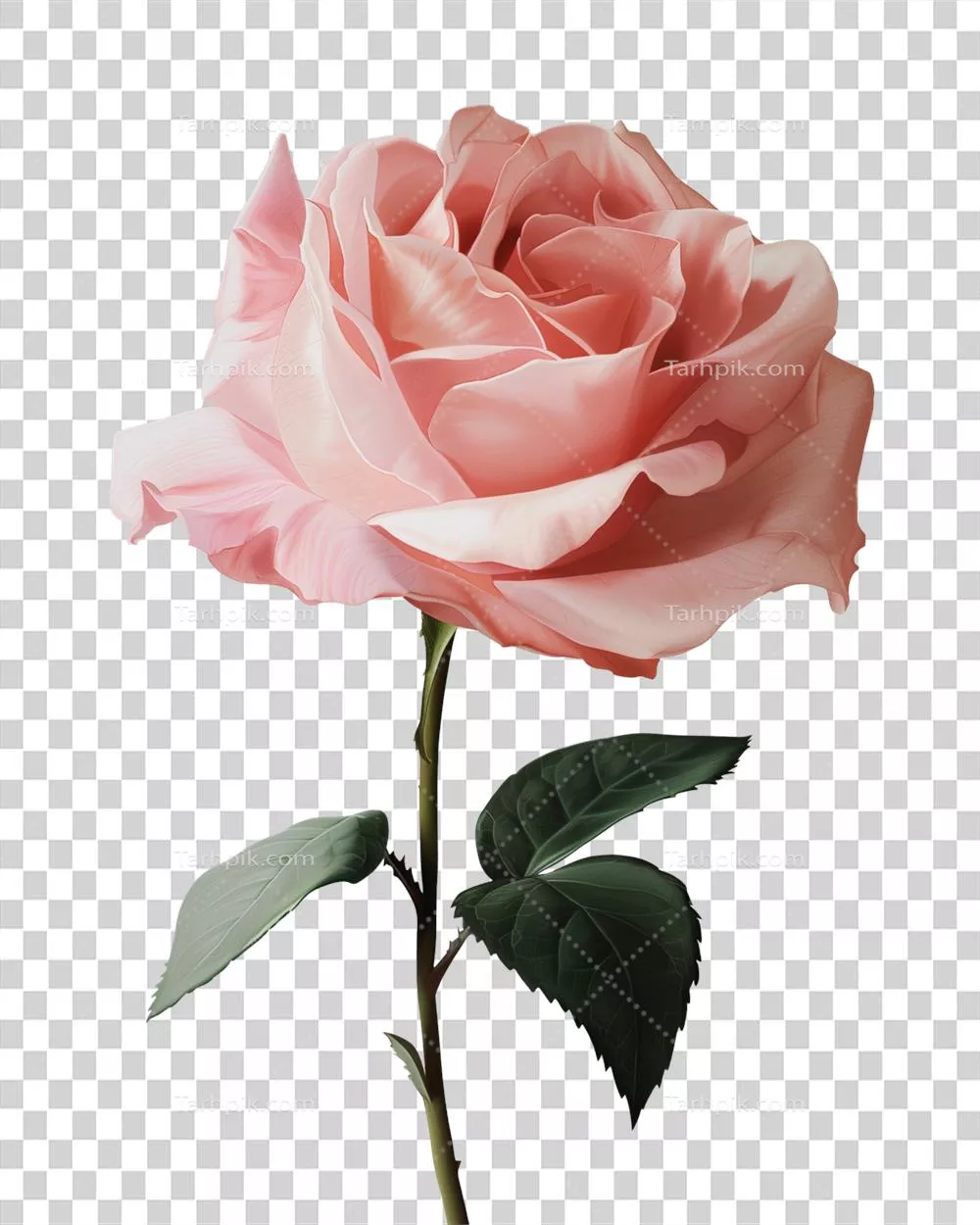 گل رز صورتی با طراحی واقع‌گرایانه بر روی پس‌زمینه شفاف و زیبا