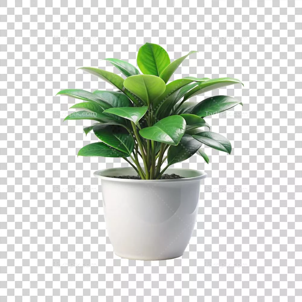 گلدان گیاهی با برگ‌های سبز در پس‌زمینه‌ای سفید و دل‌انگیز