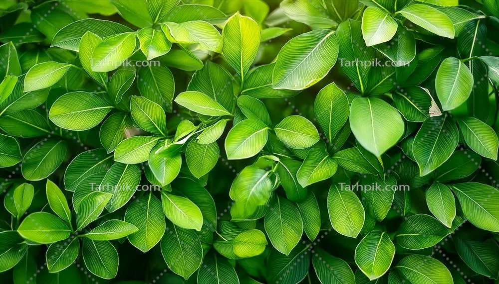 جوانب و زیباییهای طبیعت: برگهای سبز در باغ در تابستان و بهار