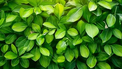جوانب و زیباییهای طبیعت: برگهای سبز در باغ در تابستان و بهار