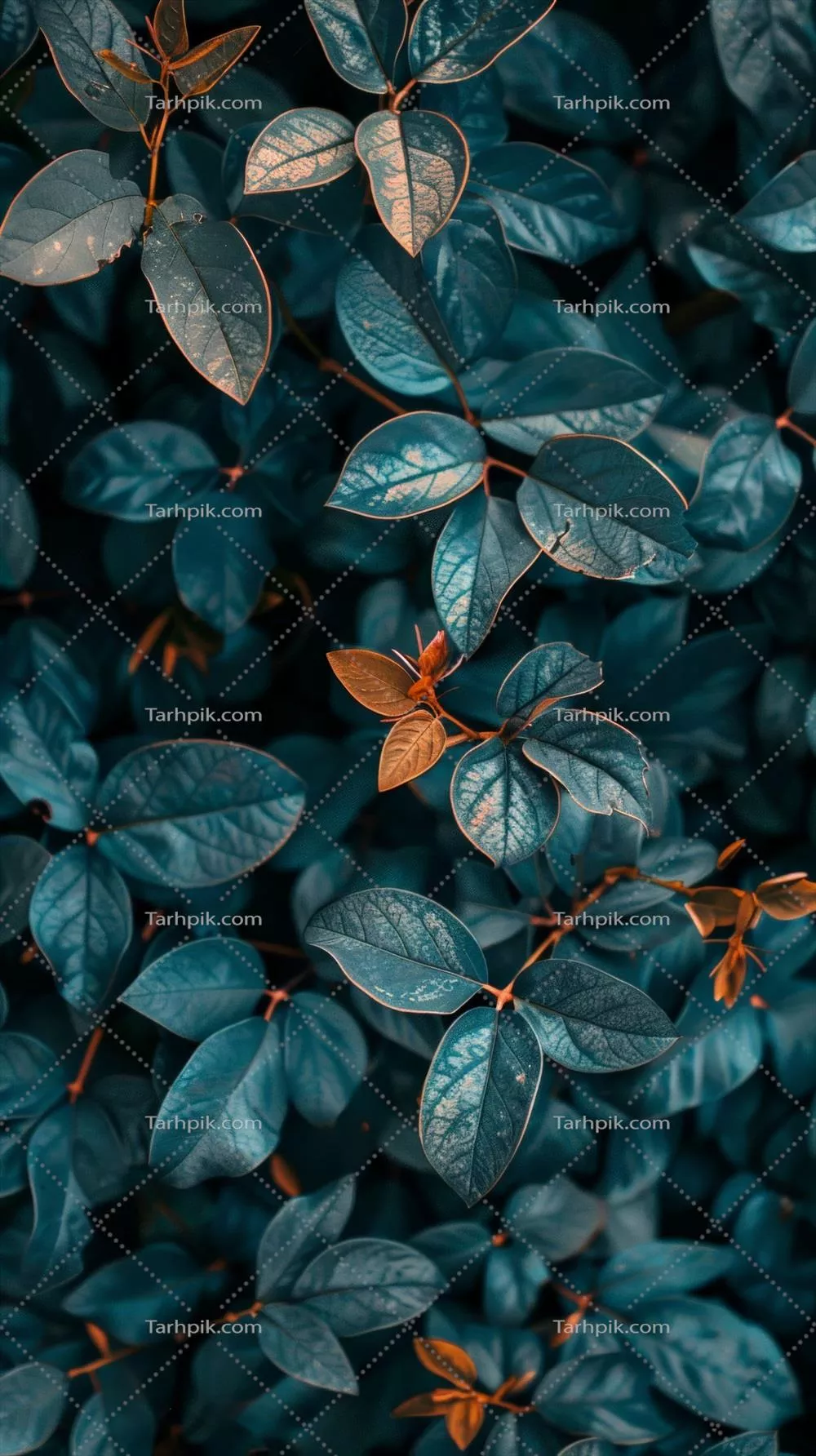 برگهای سرسبز و آبی با لمسهای از رنگ نارنجی زیبا