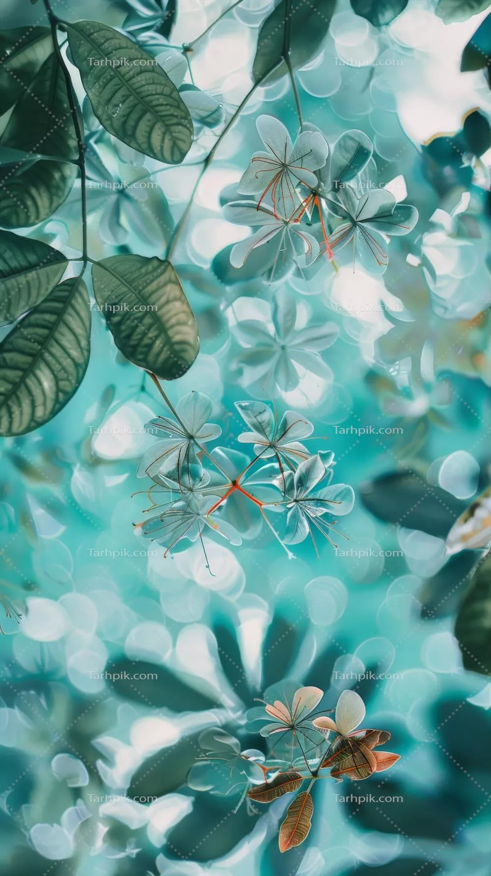 گلهای نرم و سفید که در برابر پسزمینهی آبی پررنگ شکوفا شدهاند