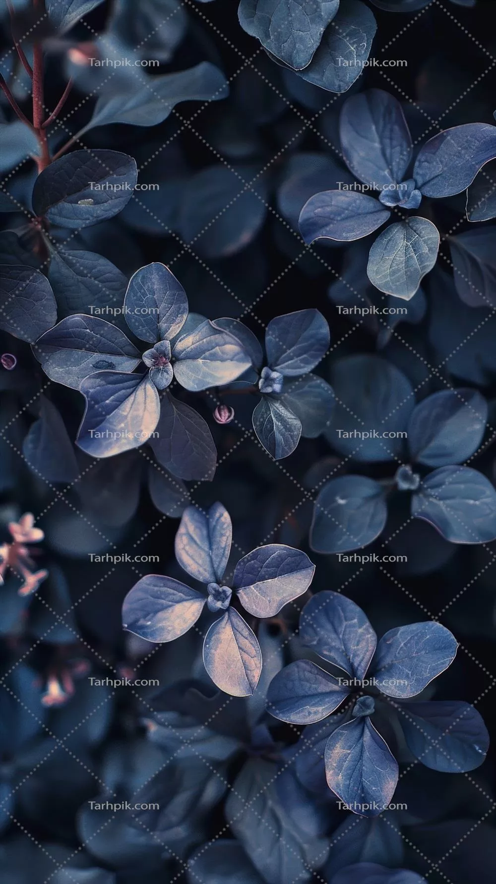 نمای نزدیک از برگ‌های آبی در نور آفتاب بعدازظهر