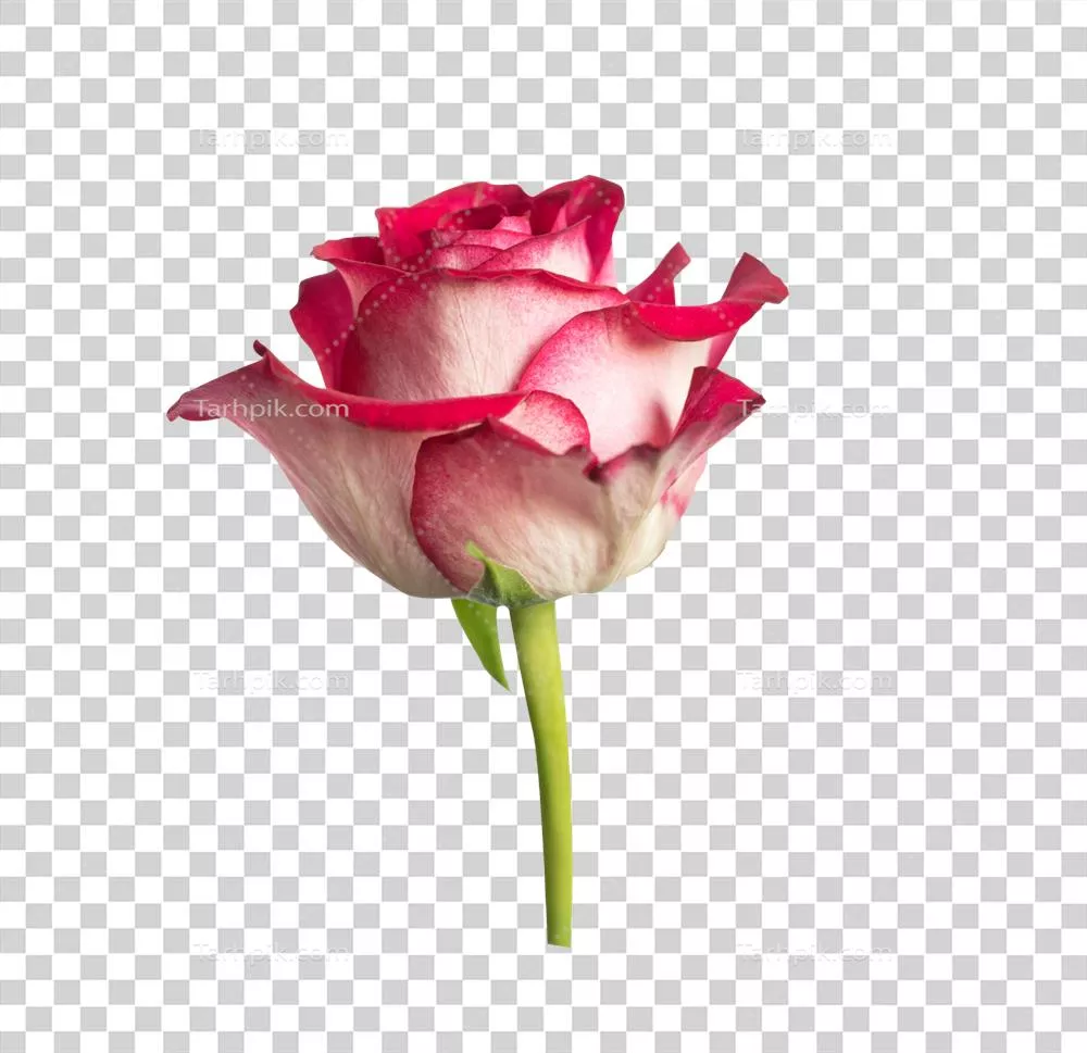 گل رز قرمز زیبا، نمای جانبی، شی زیبای طبیعی برای طراحی جشن های خاص