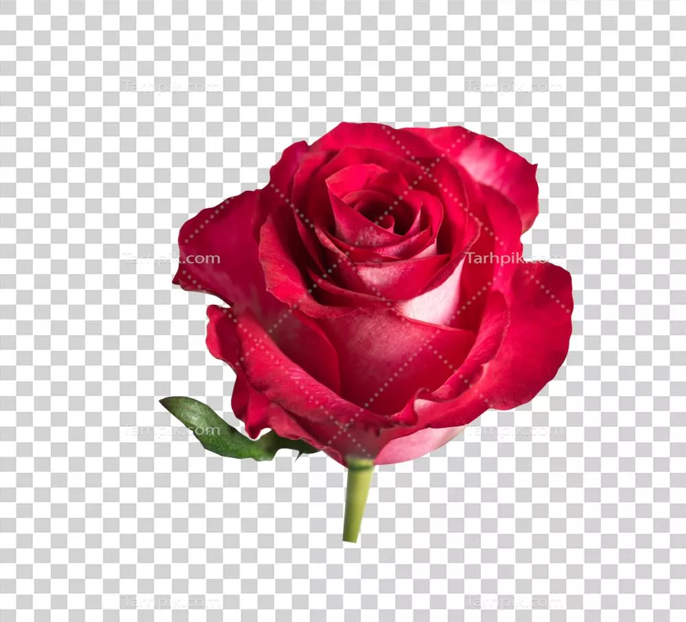 زیبایی گل سرخ از بالا: یک شاخه گل زیبا و طبیعی برای مناسبتهای خاص