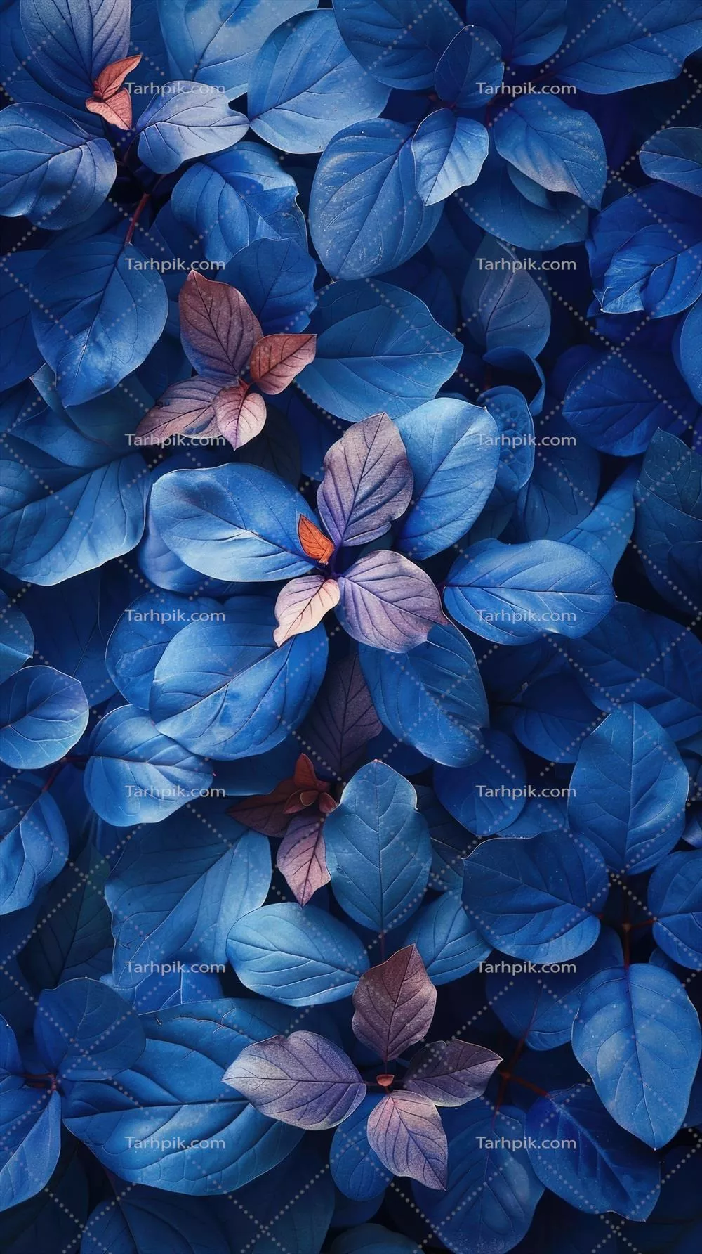 گروه گلهای آبی با برگها - زیبایی طبیعی در باغها و فضای سبز