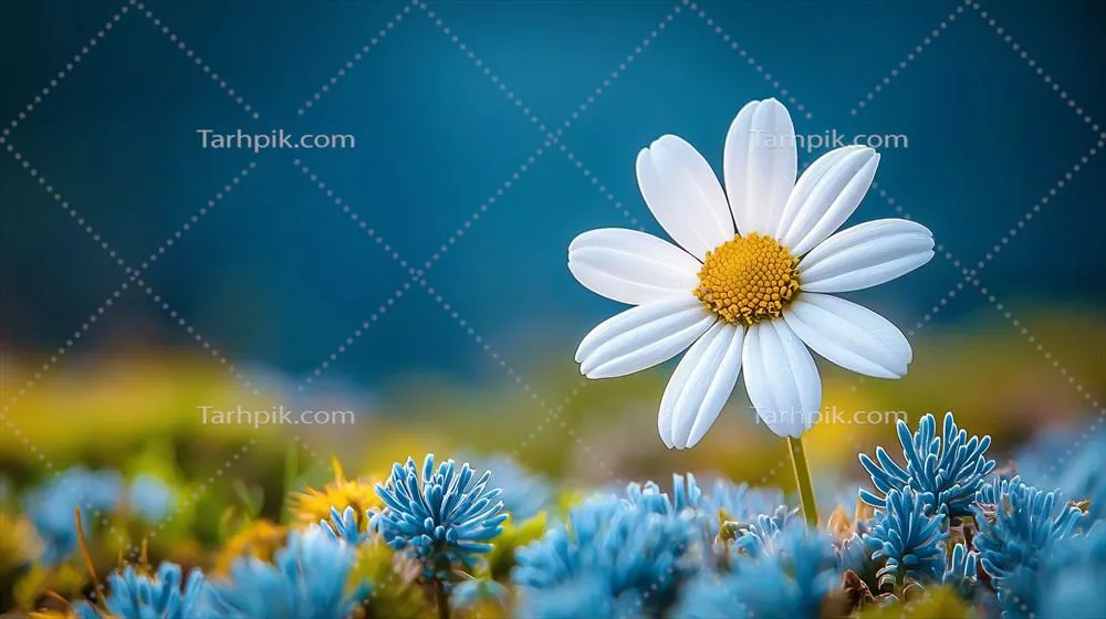 تصاویر پس زمینه طبیعی با کیفیت بالا برای چشم اندازی آرام و خیره کننده