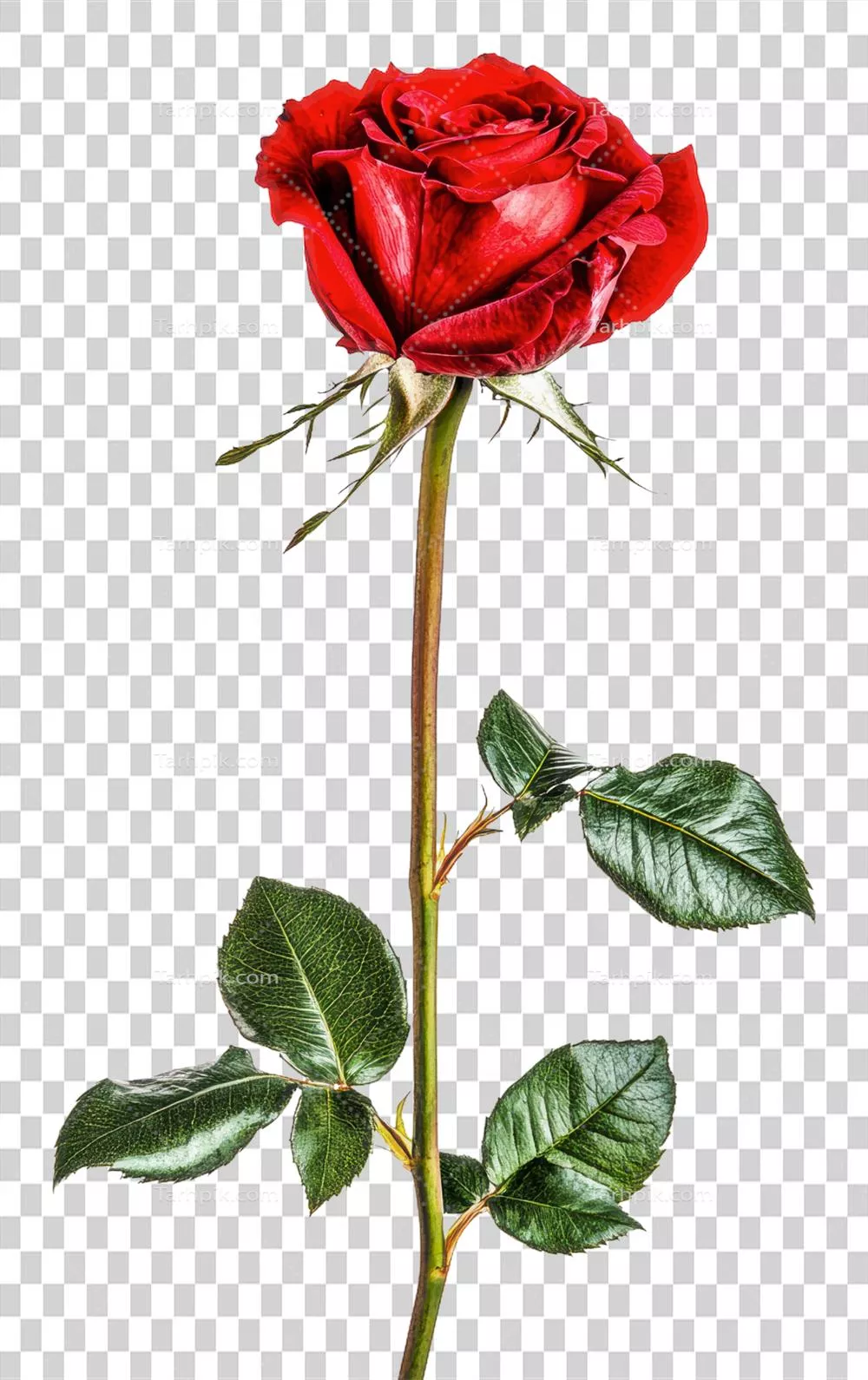 گل رز قرمز بر روی پسزمینه سفید - تصویر برش خورده