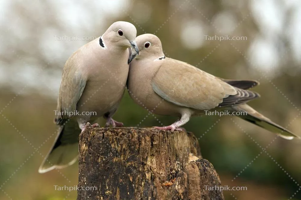 قصه‌ای از عاشقانه‌ای ملایم با موضوع کبوترها و عشق