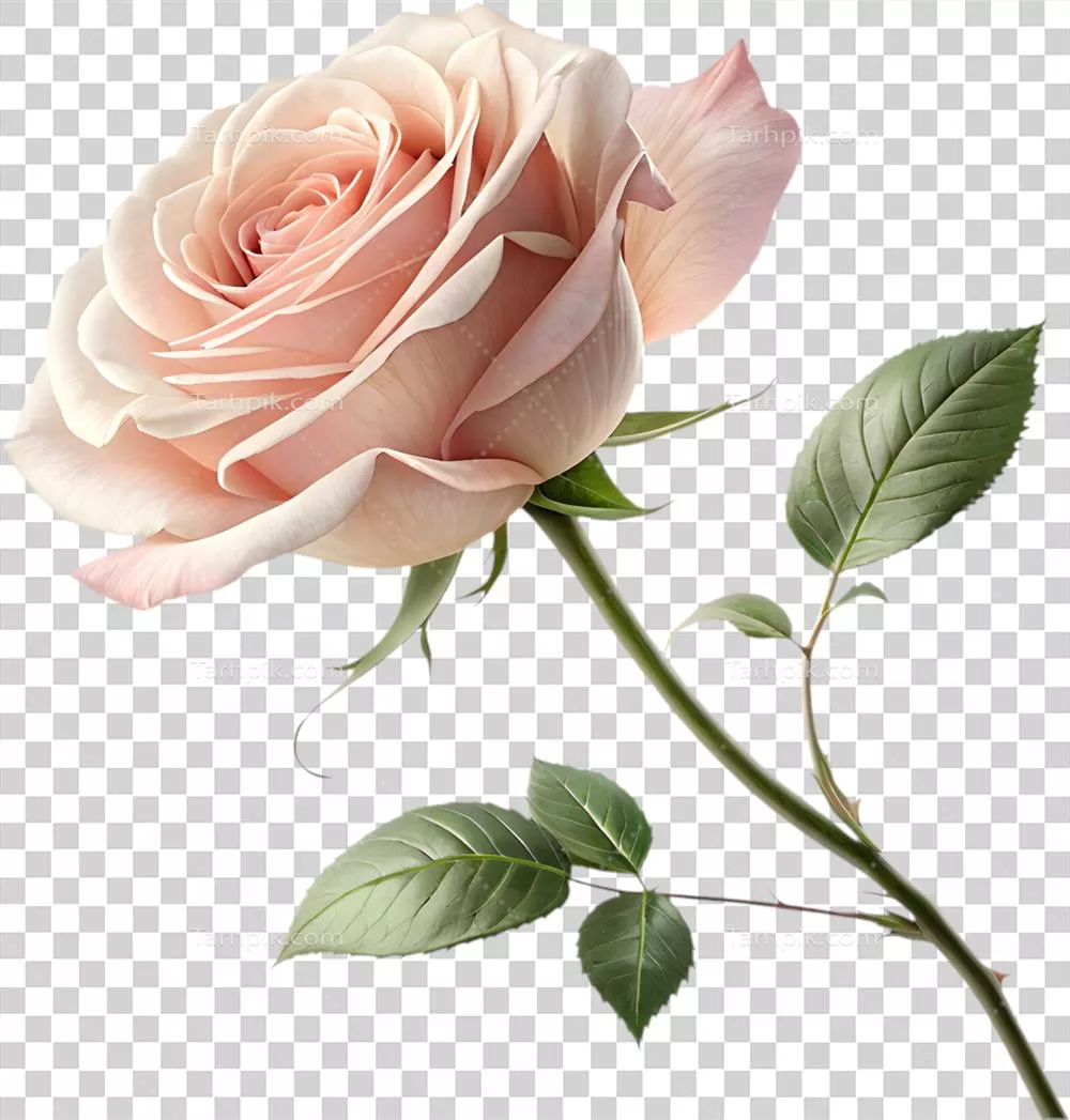 طراحی گل رز با جزئیات زیبا و پیچیده، نمادی از ظرافت و زیبایی