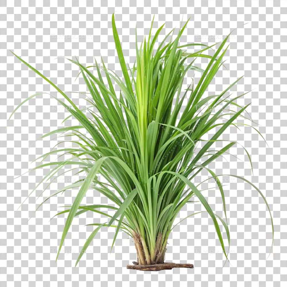 پاندان سرسبز و شاداب با برگهای بلند بر روی پس زمینه مشکی