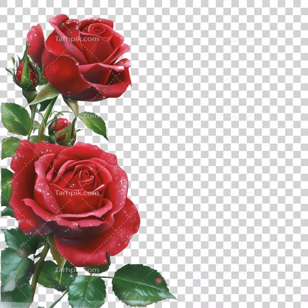 گلهای زیبای قرمز با برگهای سبز باشکوه بر روی زمینهای نرم و دلنشین برای دعوتنامهها و تزئینات