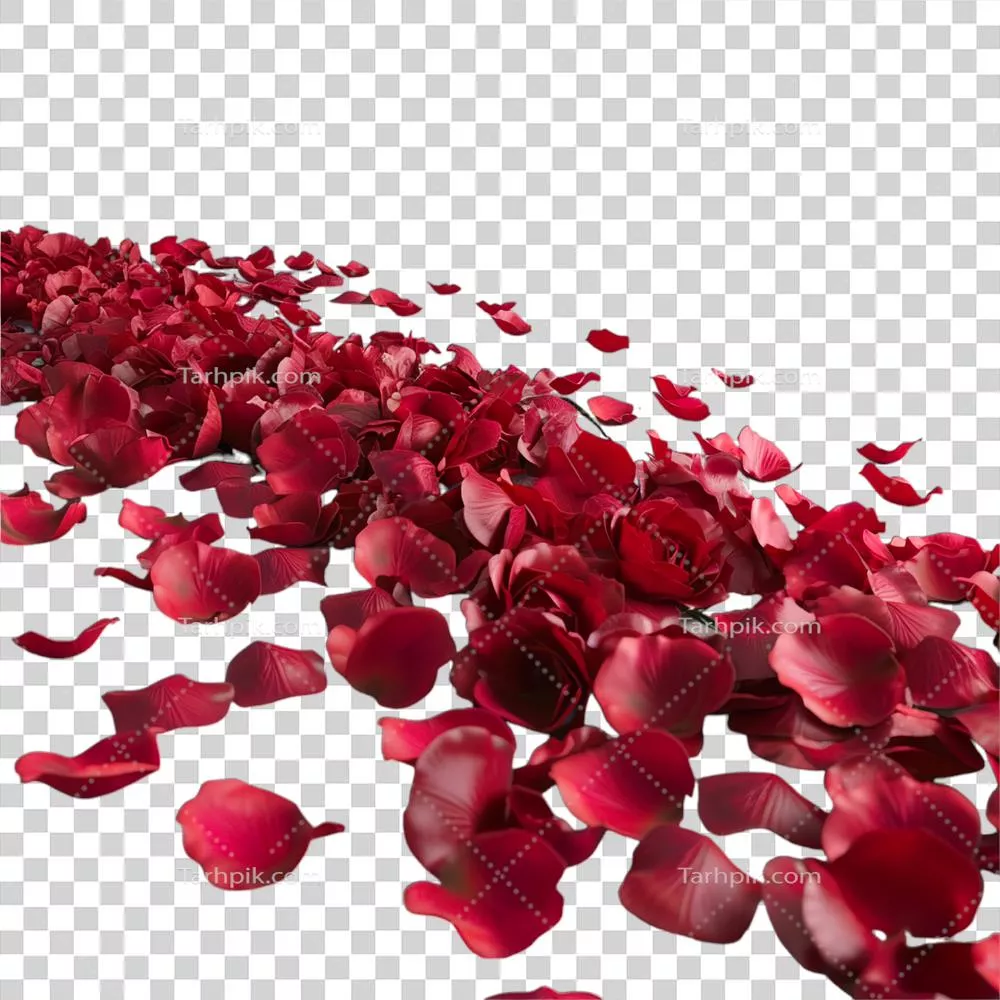 پتکهای گل سرخ بر روی زمینه سیاه | ترکیب زیبای رنگها