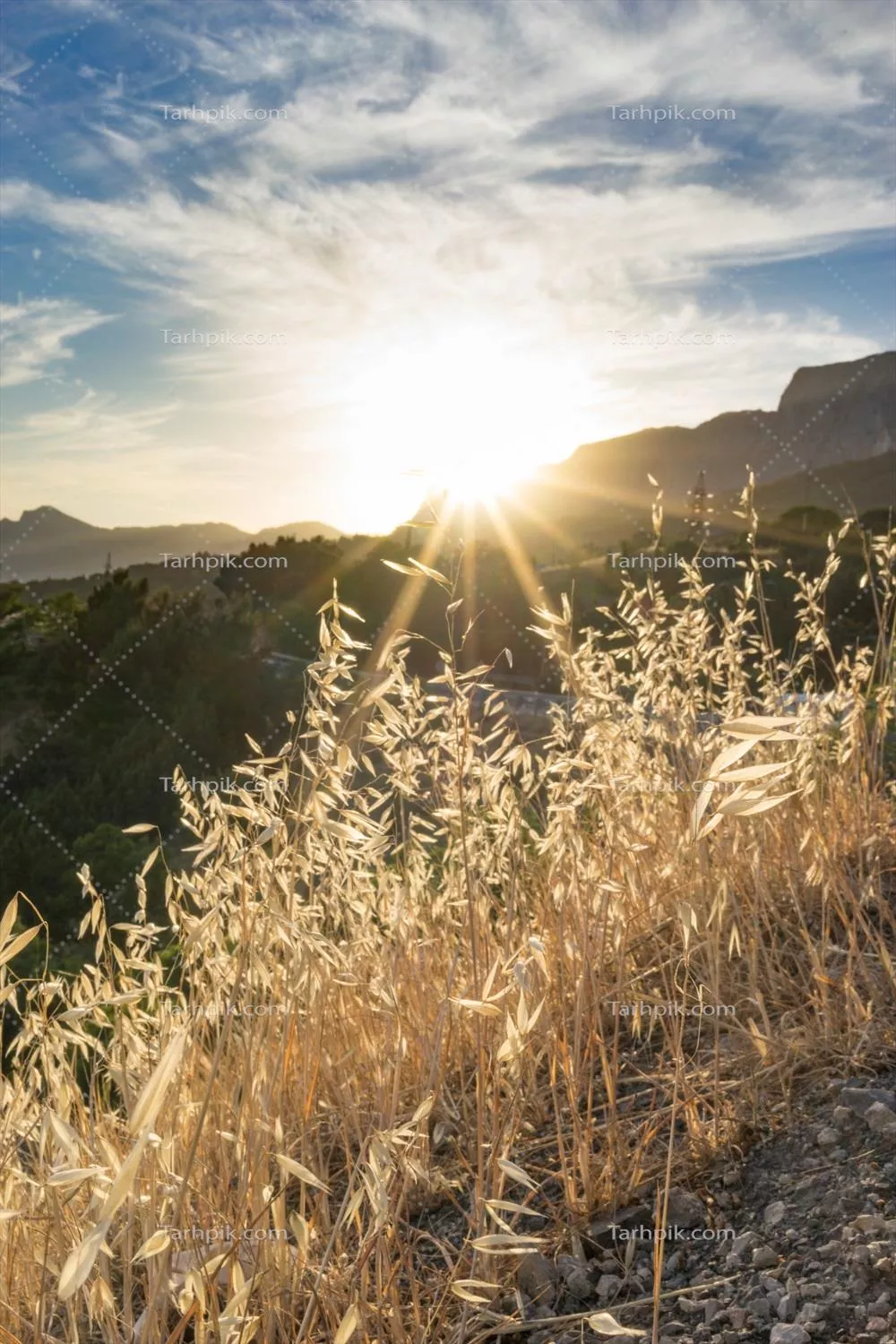 چمن خشک در پس زمینه چشم انداز کوهستانی و آفتاب درخشان