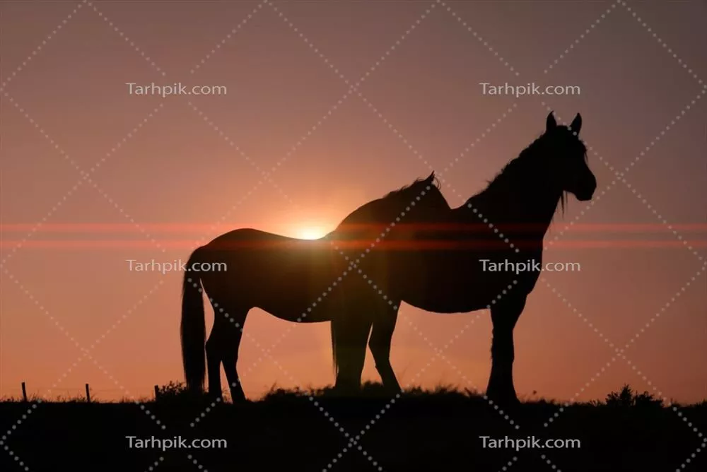خودنمایی اسب در مرتع با غروب زیبا و تماشایی