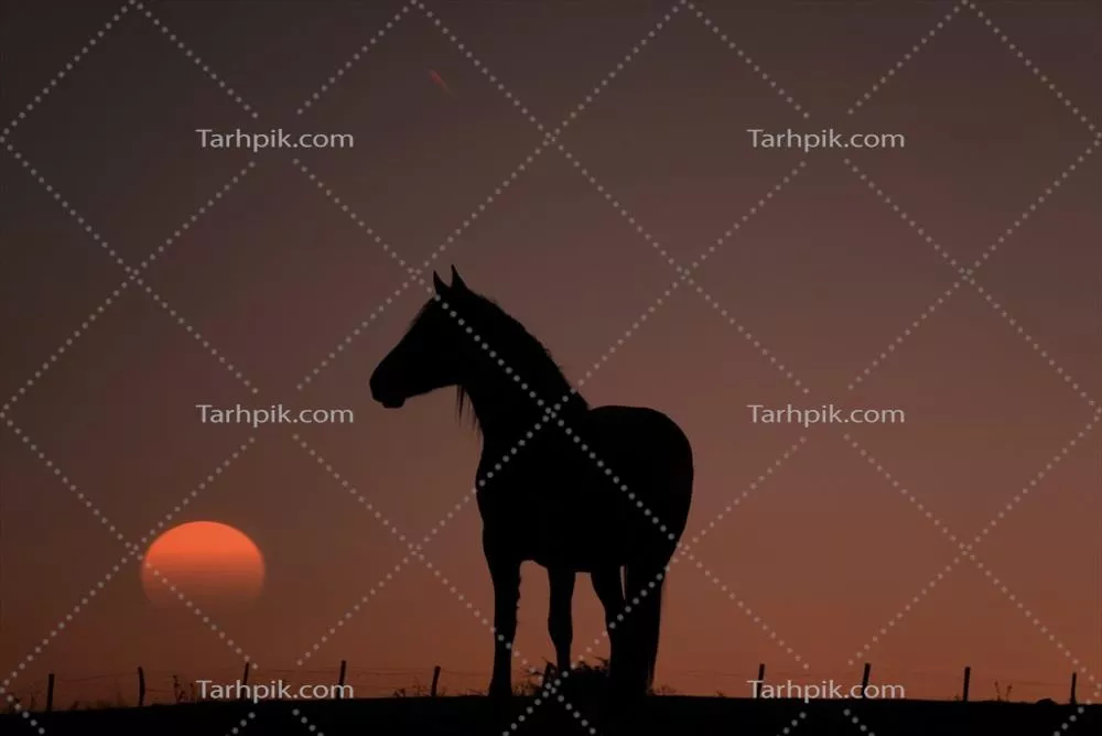 سایه‌سار اسب در مرتع با غروب زیبای آفتاب