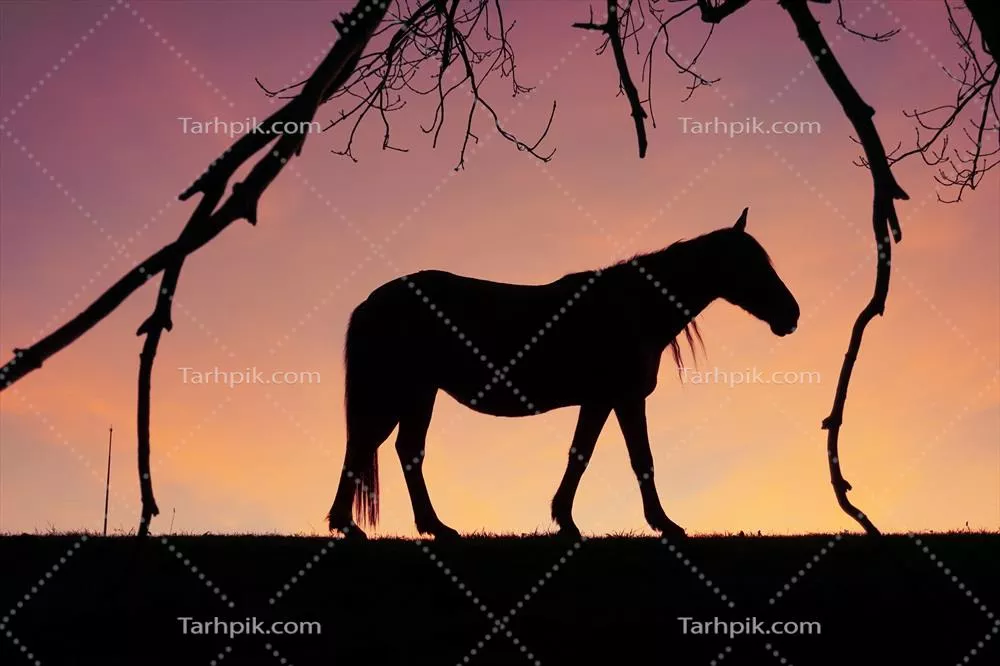 سایهسار اسبها در چمنزار همراه با غروب زیبای خورشید