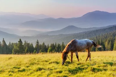 اسبهای در مرتع کوهستانی: زیبایی و آرامش طبیعت