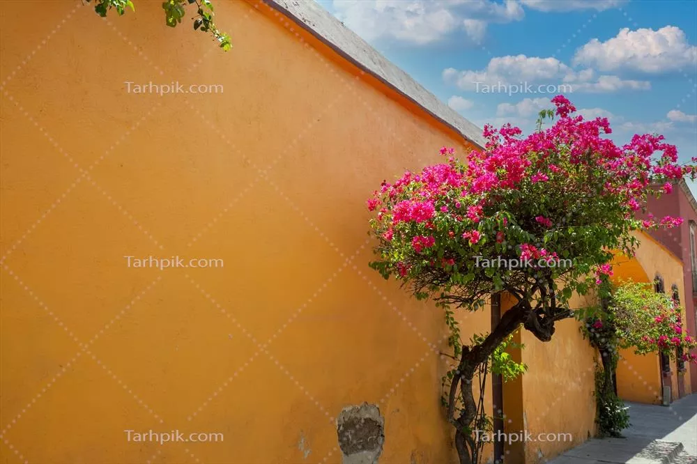 روستای هنری تلاکپک در گوادالاخارا مکزیک با خیابانهای رنگارنگ در فصل اوج گردشگری