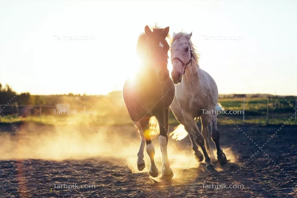 گالاپ دو اسب سفید و سیاه در سواحل شنی در دل طبیعت
