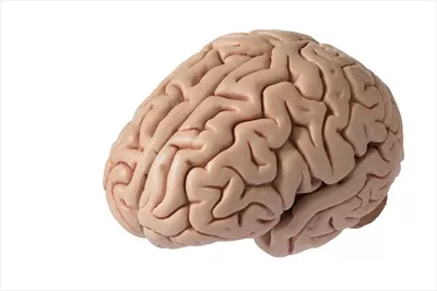 مدل مغز مصنوعی انسان بر روی پسزمینه سفید