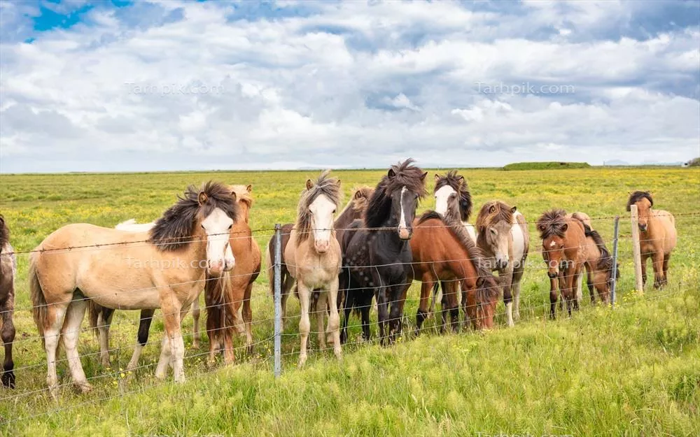 گله ای از اسب های ایسلندی در دشت یک مزرعه با مناظر دیدنی ایسلند