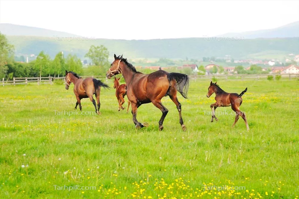 چشمانداز طبیعی و دلانگیز اسبها در کنار زیباییهای طبیعت
