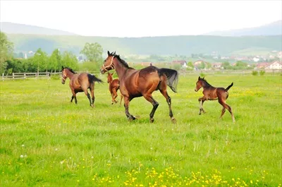 چشمانداز طبیعی و دلانگیز اسبها در کنار زیباییهای طبیعت