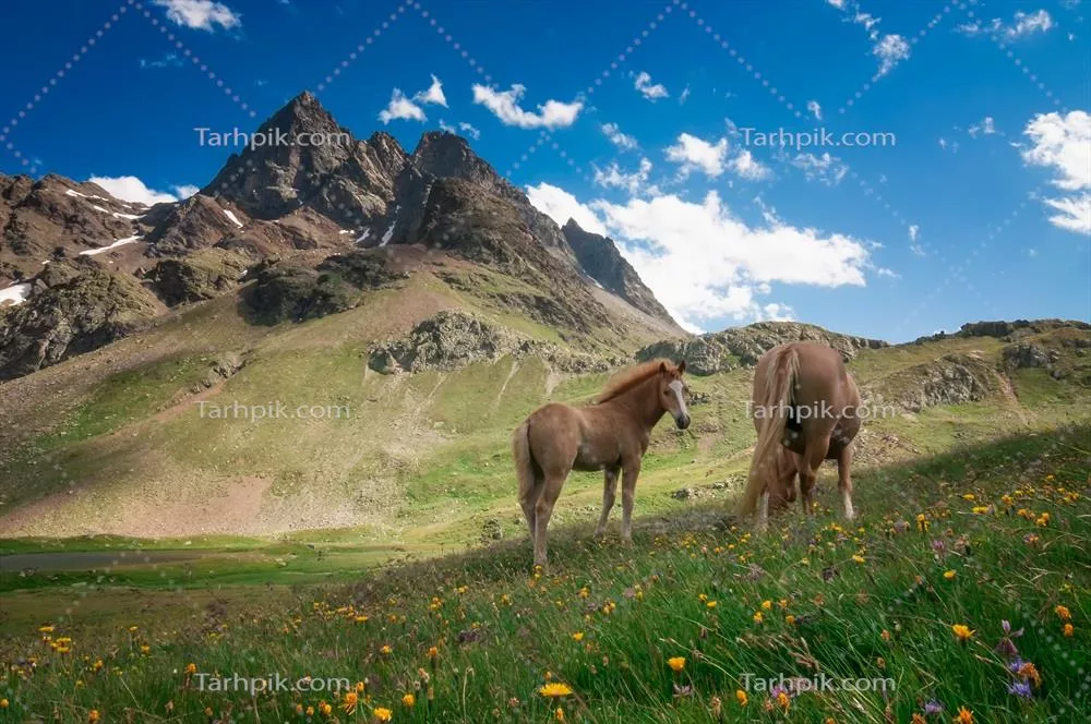 اسب‌های وحشی در کوهستان‌ها: زندگی آزاد و شگفت‌انگیز آنها