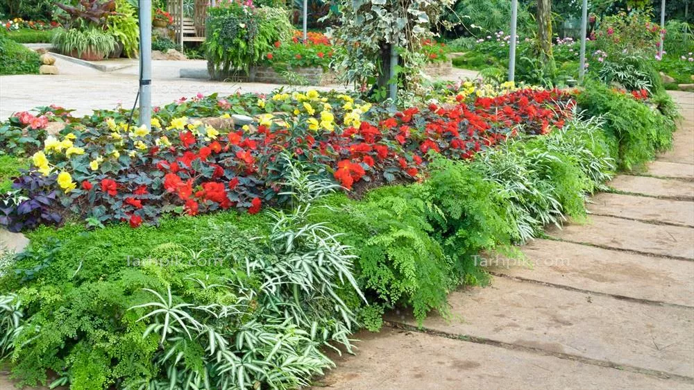 باغ گلهای چند رنگی با زیبایی و تنوع شگفتانگیز