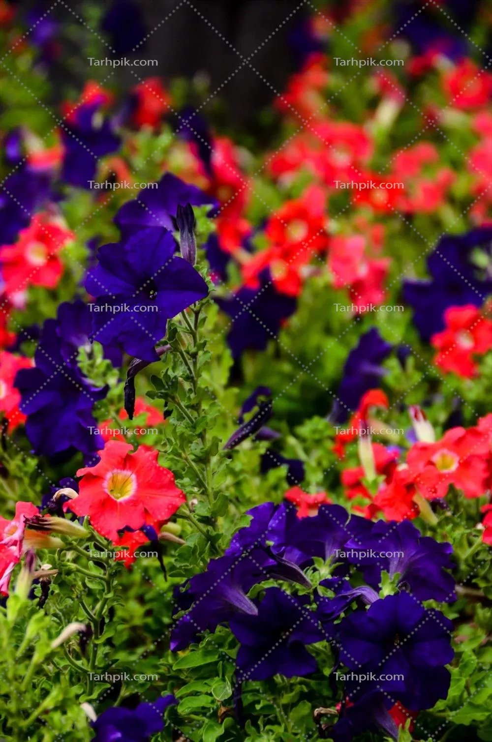 زیبایی گل های نزدیک با جزئیات خارق العاده و رنگ های خیره کننده