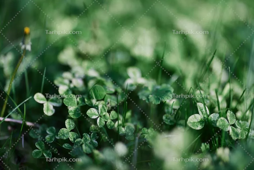 معماری زیبا با تخم‌مرغ‌های ملیونت و چمن جوان در نور شب تابستان