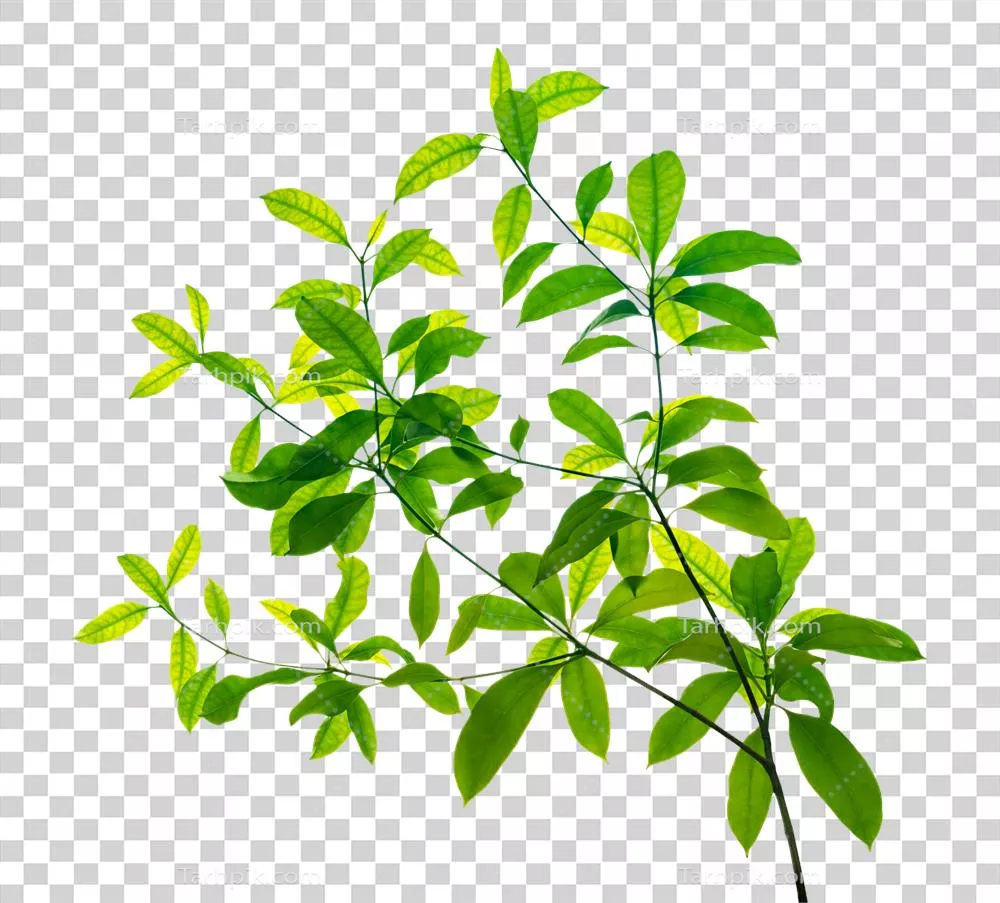 الگوی برگهای سبز گسسته و مجزا با طراحی طبیعی