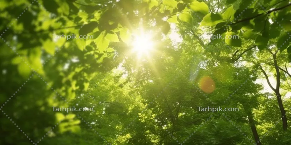 canopy آفتاب خورده: نمایی از تاج درختان سبز سرشار از نور آفتاب