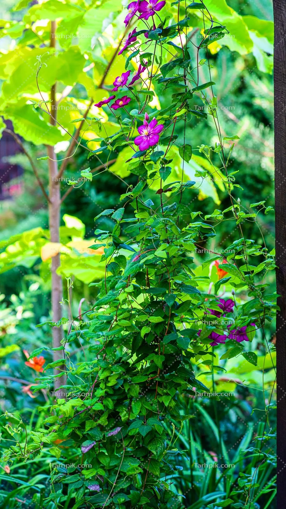 گیاه ساکولنت زیبا با رنگ سبز و قرمز، مناسب برای باغ‌های اروپایی در آب و هوای گرم