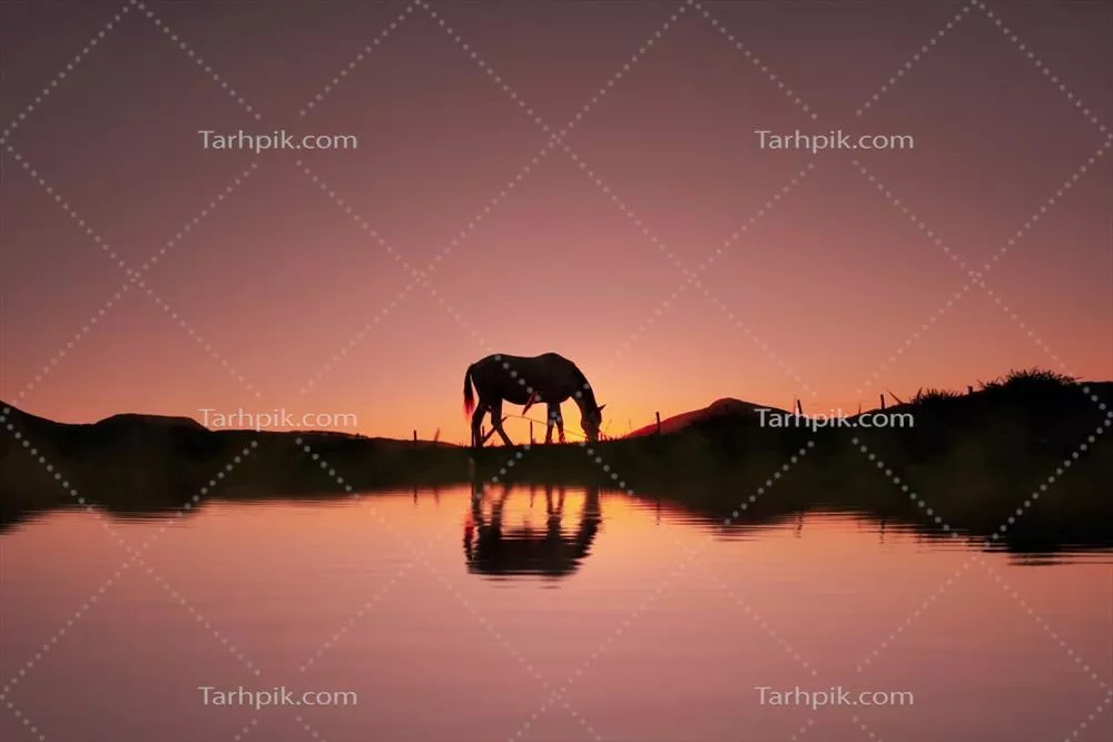 تصویر سیاهسفید از اسب در طبیعت و پسزمینه غروب زیبای آفتاب