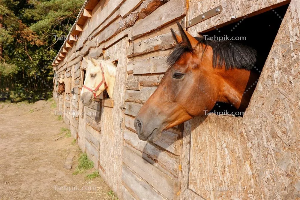 پرتره ای از اسب شباهنگی که به بیرون از پنجره آخور نگاه می کند