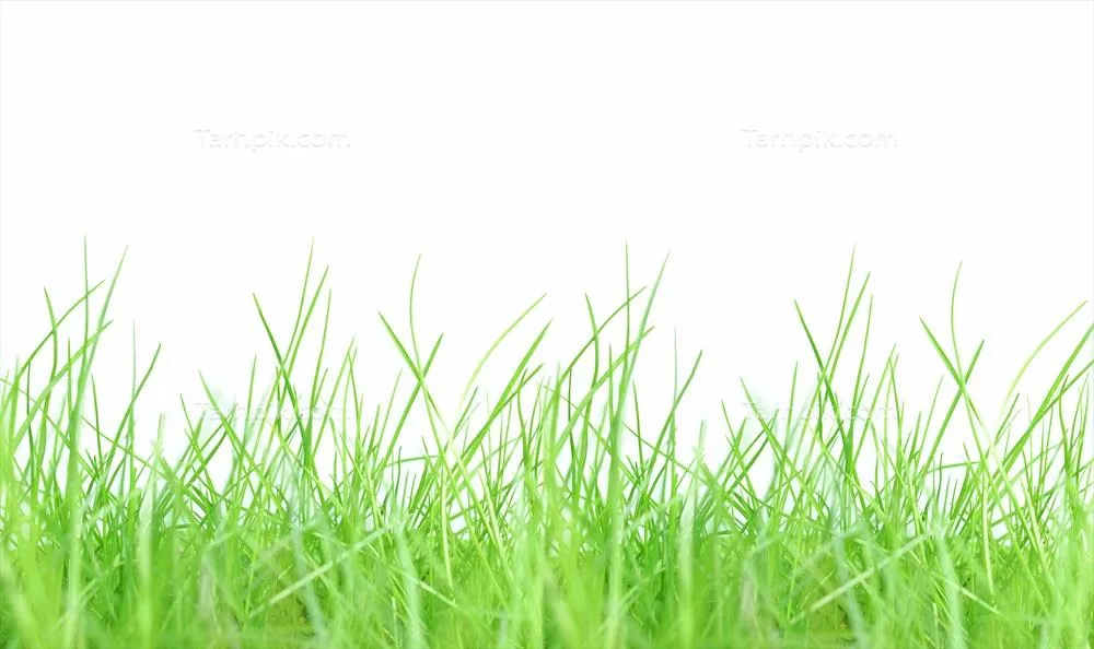 چمنزار سبز: زیبایی و آرامش طبیعت در دشتهای سرسبز