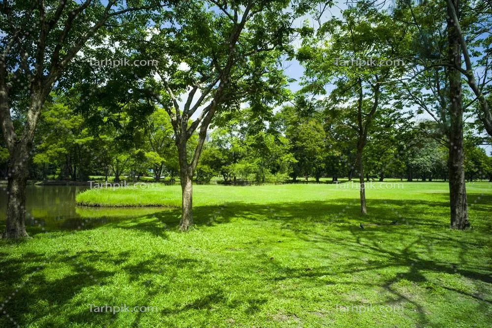 زیبایی چمن سبز در پارک و زیباییهای طبیعی شهر