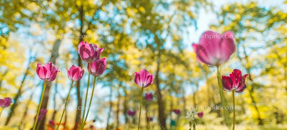 بسته گل فوق العاده از لاله های صورتی در باغ جنگلی یا پارک شهری با پس زمینه طبیعی رویایی