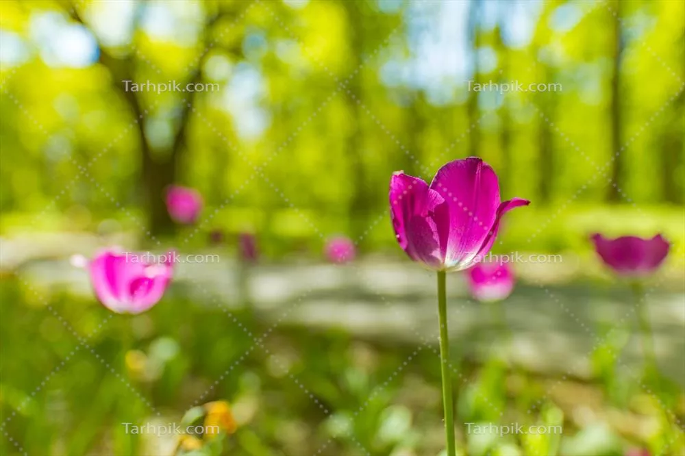 باختر خارق‌العاده گل‌های رنگارنگ نرگس در باغی افسانه‌ای یا پارک شهری