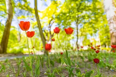 پسزمینه نزدیک از گلهای زیبای لاله در باغی در روز بهاری آفتابی با آسمان آبی و چمنهای سبز