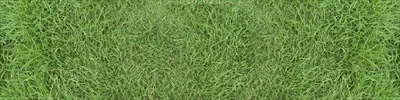 تصویر پانوراما از بافت چمن سبز به عنوان پسزمینه استثنائی