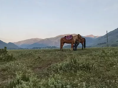 اسبها، چمنزار سبز و کوههای سر به فلک کشیده در طبیعت زیبای ایران