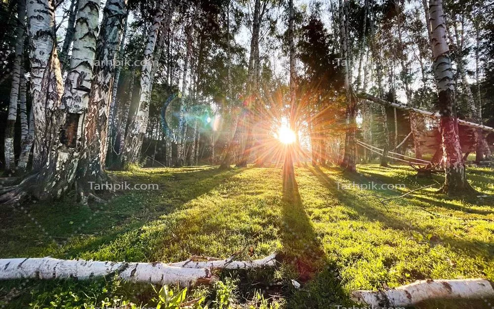 درختان و آفتاب در کنار چمن سبز: ترکیب زیبای طبیعت