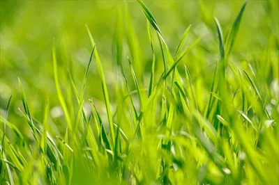 چمن جوان و تازه در بهار: زیبایی طبیعت و زندگی نوین
