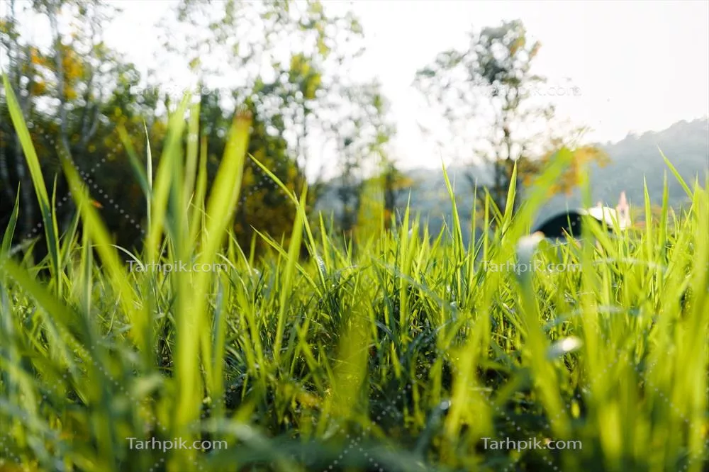 باغ چمن سبز در بهار با گلهای رنگارنگ و درختان سرسبز