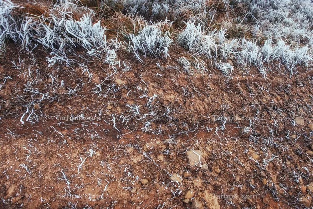 نمای نزدیک از چمن های یخ زده در صبح زمستانی