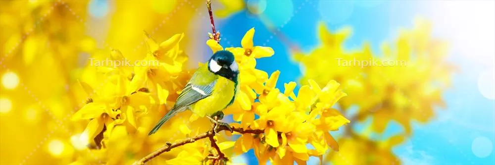 تیهو بزرگ نشسته بر روی شاخه درخت در هوای بهاری
